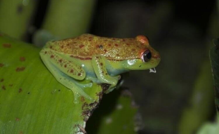 Прозрачные лягушки. Лягушки обретают зеленый цвет благодаря взаимодействию двух химических веществ. Фото.