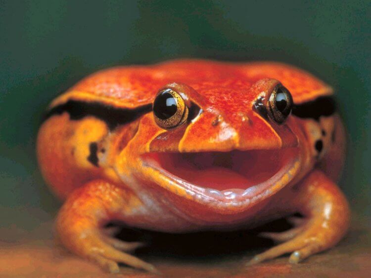 Цвета животных. Красная лягушка-помидор (Dyscophus antongilii). Фото.