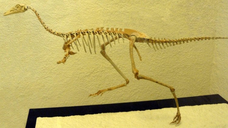 Лапы динозавров. Скелет одного из представителей семейства динозавров Alvarezsauridae. Фото.