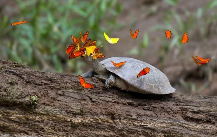 Почему бабочки любят пить слезы черепах? Бабочки массово садятся на головы черепах, но зачем? Фото.