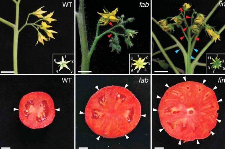 Большие помидоры. Ученые определили, какие гены отвечают за рост помидор. Фото.