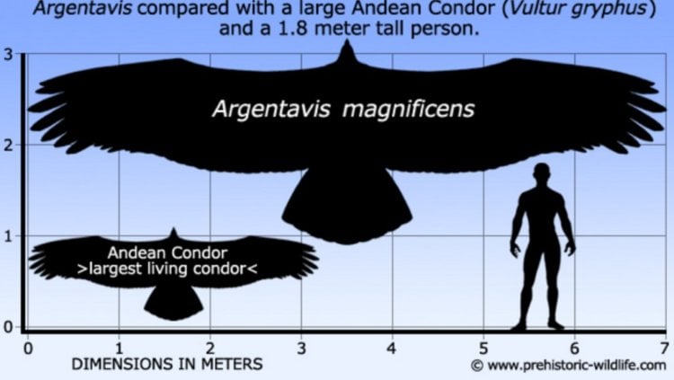 Экономия энергии птиц. Сравнение размеров тела кондора, аргентависа и человека. Фото.
