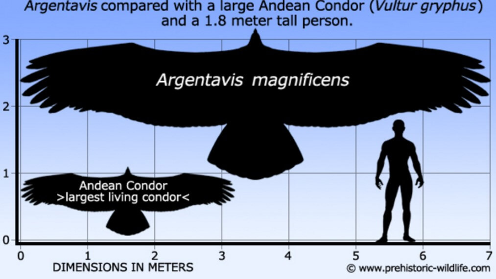 Размеры птиц сравнение. Птица Аргентавис и человек. Кондор размах крыльев. Аргентавис размер с человеком. Самая большая птица в мире летающая Аргентавис.