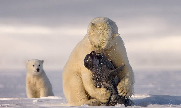Где живут белые медведи? Белые медведи преимущественно питаются тюленями. Фото.