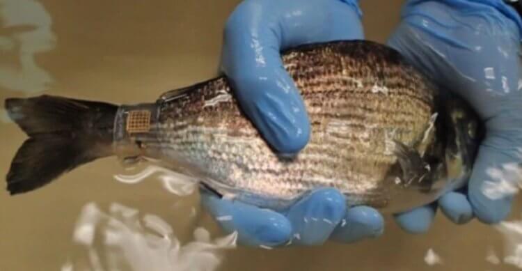 Животные экологи. Так выглядят датчики, которые крепятся к телам рыб. Фото.