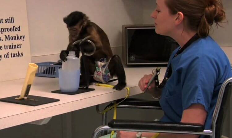 Обезьяны помощники. Одна из обезьян обучается новой команде. Фото.