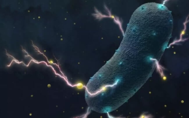 Чем могут питаться бактерии, когда вокруг ничего нет? Фото.