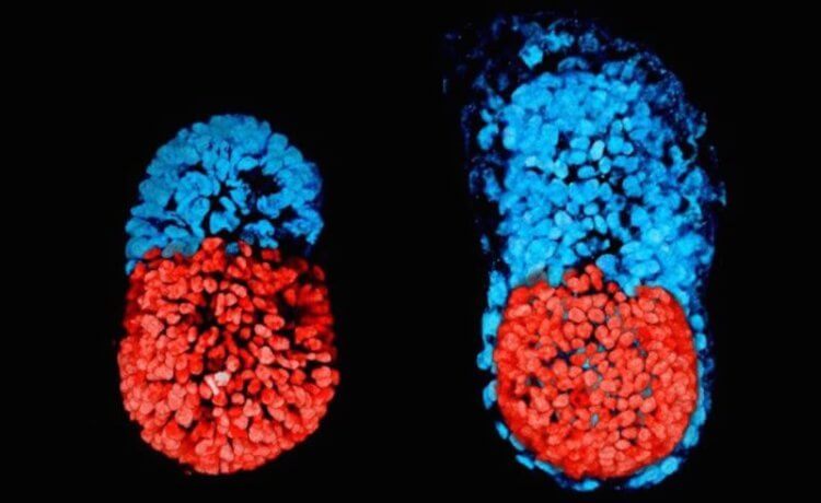 Искусственно выращенные яйцеклетки. Первый в истории науки эмбрион, созданный без готовых яйцеклеток и сперматозоидов. Достичь этого получилось благодаря выращиванию эмбриона из стволовых клеток прямо в чашке Петри на микроскопическом 3D-каркасе из геля. Фото.