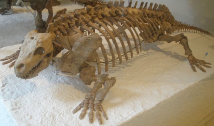 Загадочные животные древности. Скелет одного из предков современных пресмыкающихся. Фото.