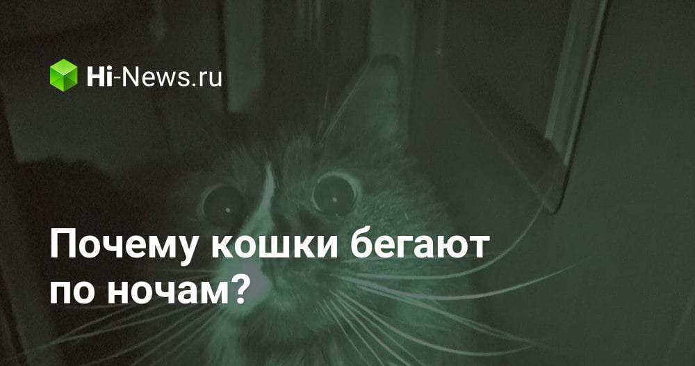 Почему кошки бегают по ночам? - Hi-News.ru