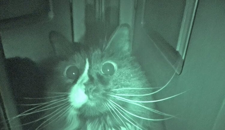 Почему кошки бегают по ночам? Примерно такая картина каждую ночь происходит в квартирах с кошками. Фото.