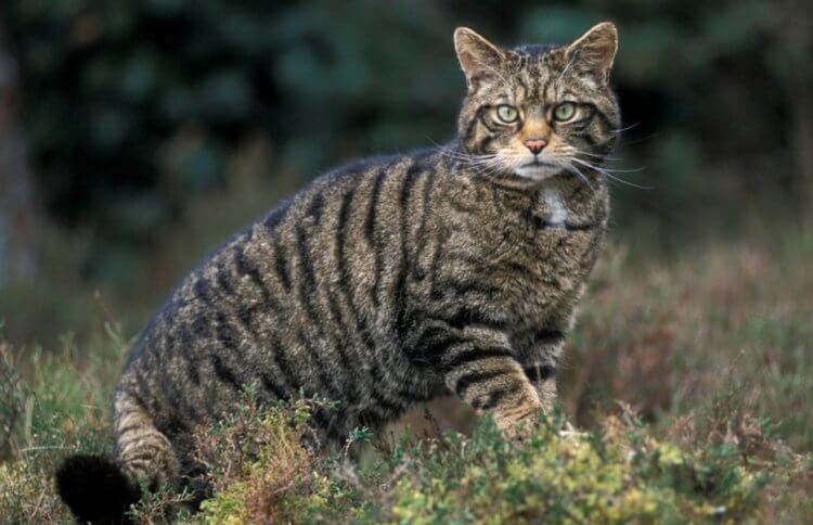 Особенности кошек. Лесной кот (Felis silvestris). Сколько дикости в этих глазах! Фото.