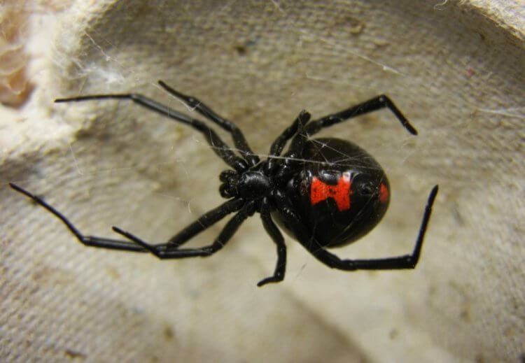 Место обитания змей и пауков. Ядовитый паук черная вдова встречается в Северной и Южной Америке. А вот в Австралии их очень мало. Фото.