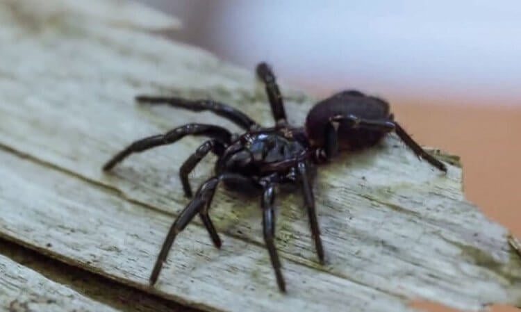 Как распознать ядовитых пауков и змей при помощи смартфона? Cиднейский лейкопаутинный паук (Atrax robustus) — одно из самых опасных обитателей Австралии. Фото.