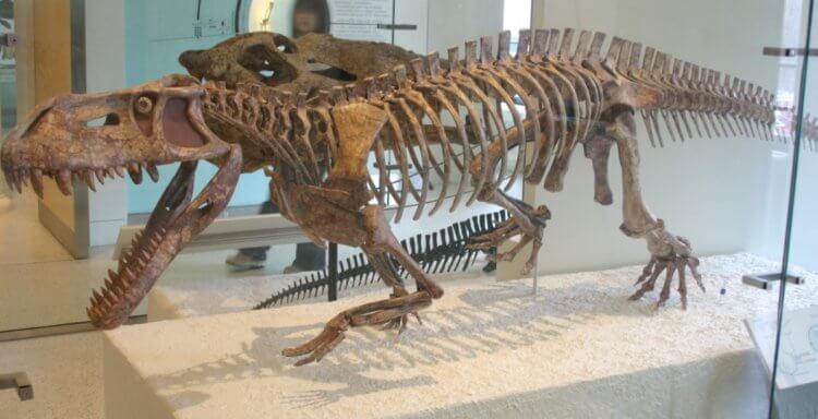 Главные враги динозавров. Скелет равизухия. Фото.
