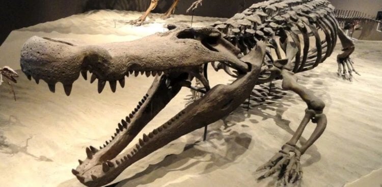 Каких древних животных боялись даже динозавры? Реконструкция скелета дейнозуха (Deinosuchus). Фото.