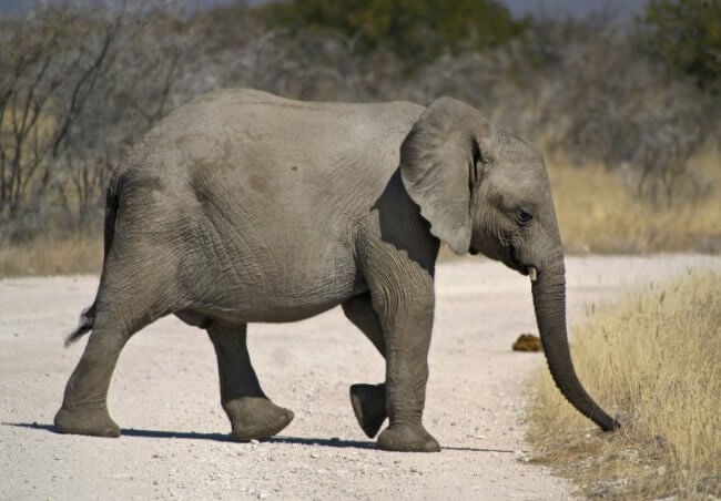 elephant death image one