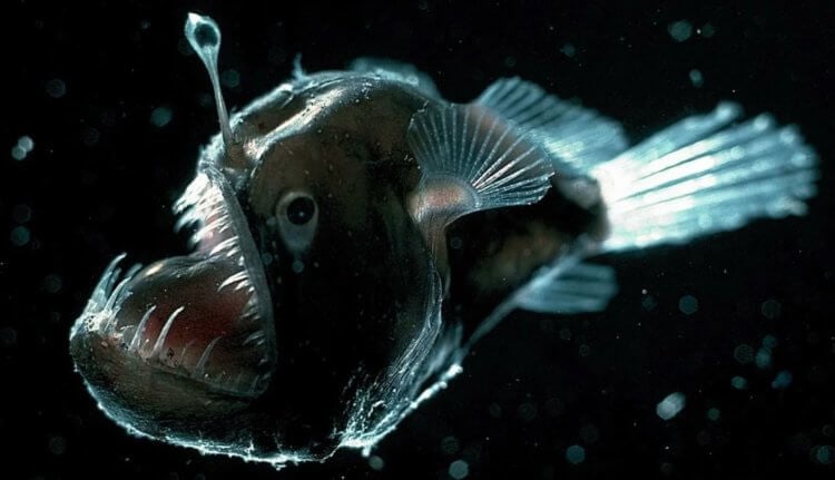Как, а главное зачем: две страшные рыбы могут стать одним целым. Морской черт — одна из самых необычных и загадочных рыб в мире. Фото.