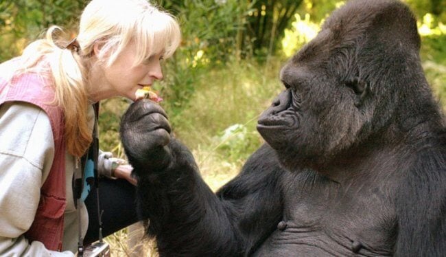 Между гориллами и людьми найдена еще одна общая черта. Фото.