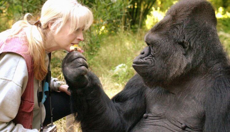 Между гориллами и людьми найдена еще одна общая черта. Между гориллами и людьми больше общего, чем считалось ранее. Фото.
