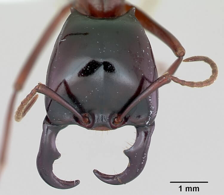Кочевые муравьи. Голова африканского кочевого муравья. Фото.