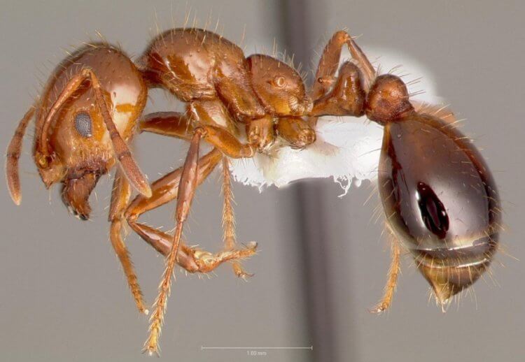 Огненные муравьи. Красный огненный муравей крупным планом. Фото.