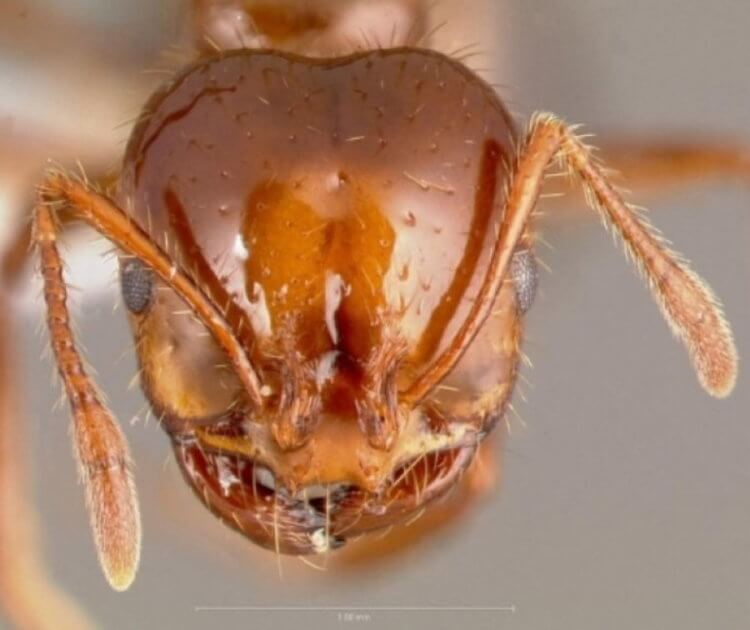 Огненные муравьи. Голова красного огненного муравья. Последствия укусов можно посмотреть тут, но это не самое приятное зрелище. Фото.