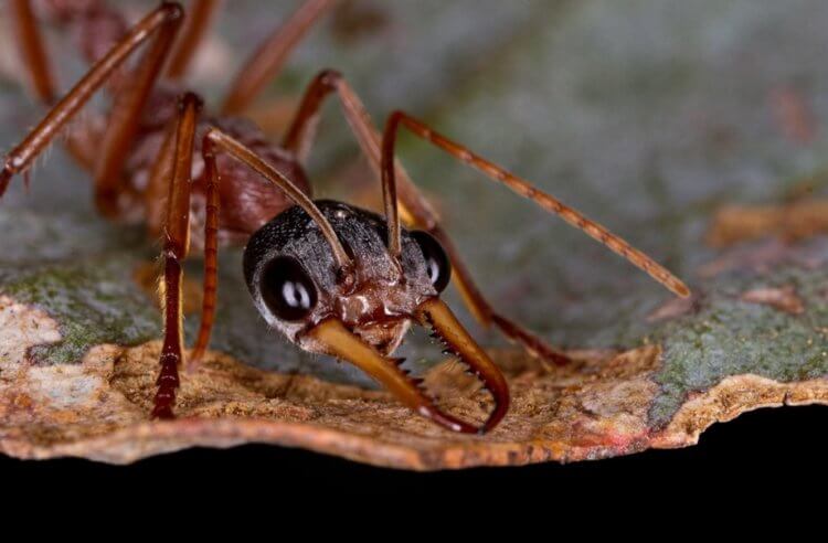 Самые опасные муравьи: где они обитают и насколько больно кусают? В мире существует 90 разновидностей муравьев-бульдогов, но самые опасных из них — это Myrmecia pilosula. Фото.