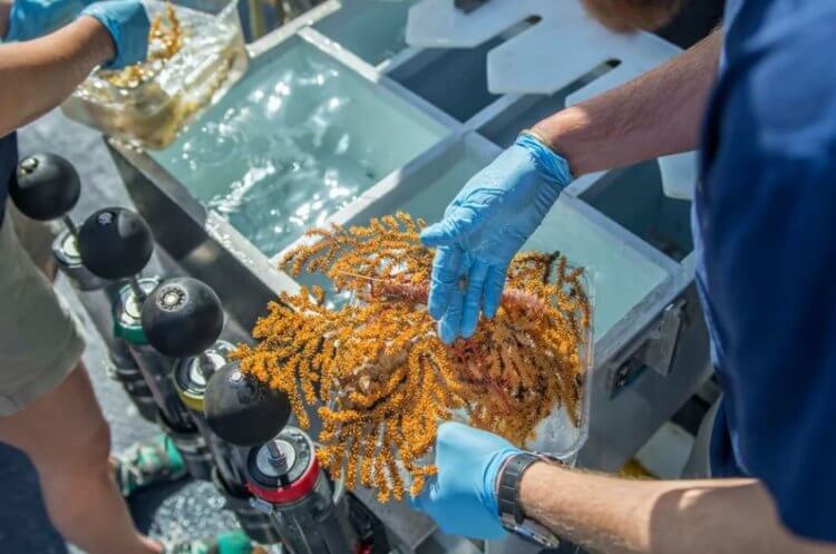 Новые виды животных. Исследователи держат образцы новых видов кораллов. Фото.