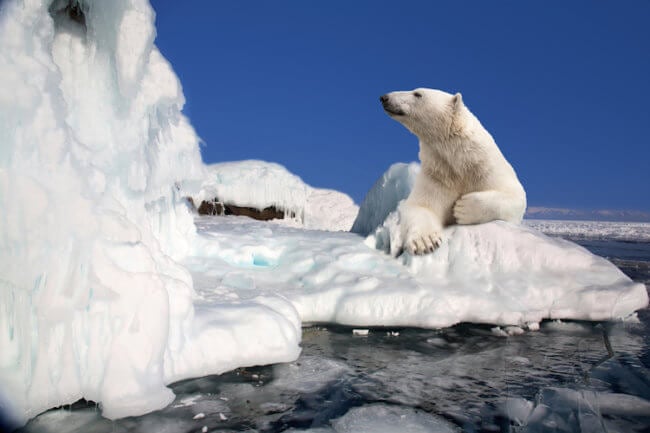 20 фактов о Северном полюсе, которые знают не все. Фото.