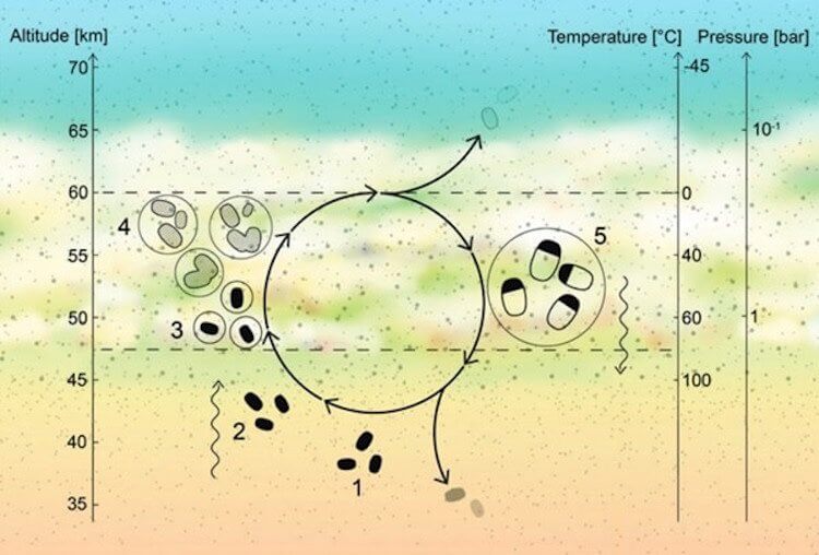 Как микробы живут на Венере. Предлагаемый жизненный цикл микробов, выживших в кислотных облаках Венеры, показан на этой иллюстрации. (1) Обезвоженные микробы выживают в вегетативном состоянии в нижнем слое дымки Венеры. (2) Споры поднимаются восходящим потоком в нижний облачный слой. (3) После контакта с жидкостью споры становятся метаболически активными. (4) Эти микробы делятся, и капли растут. (5) Капли вырастают достаточно большими, чтобы опуститься вниз, где они начинают испаряться из-за более высоких температур, побуждая микробы трансформироваться в споры, которые остаются в нижнем слое дымки. Фото.