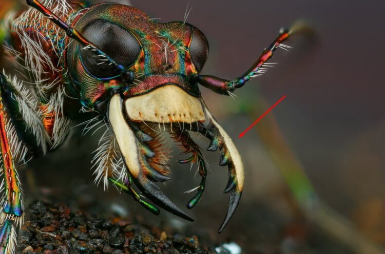 Древние муравьи. Мандибулы насекомых. Фото.