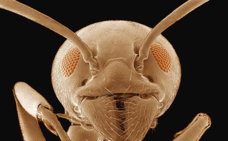 Кто такие «адские муравьи» и почему они так странно выглядят? Это — голова муравья. Но не адского, а обыкновенного. Фото.
