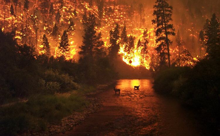 Лесные пожары. Лесные пожары погубили огромное количество диких животных. Фото.