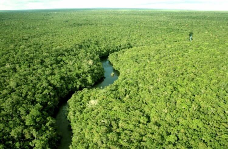 Племена Бразилии. Так выглядят леса Амазонии и в них живут аборигены. Фото.