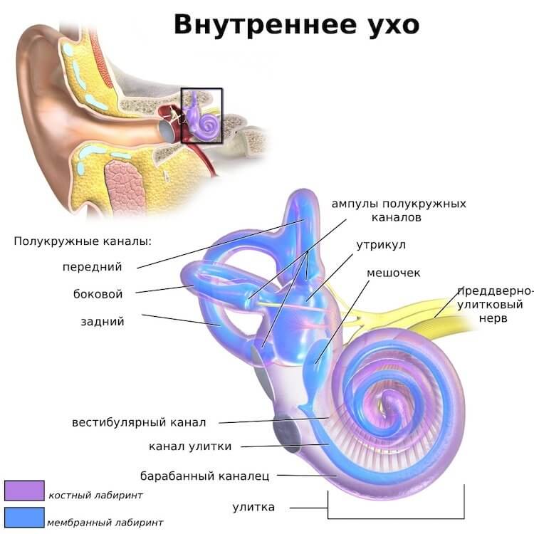 Почему мы чувствуем руки и ноги. Иллюстрация, показывающая внутреннее ухо и вестибулярную систему, включая передний, боковой и задний протоки жидкости, которые помогают нам сохранять равновесие. Фото.