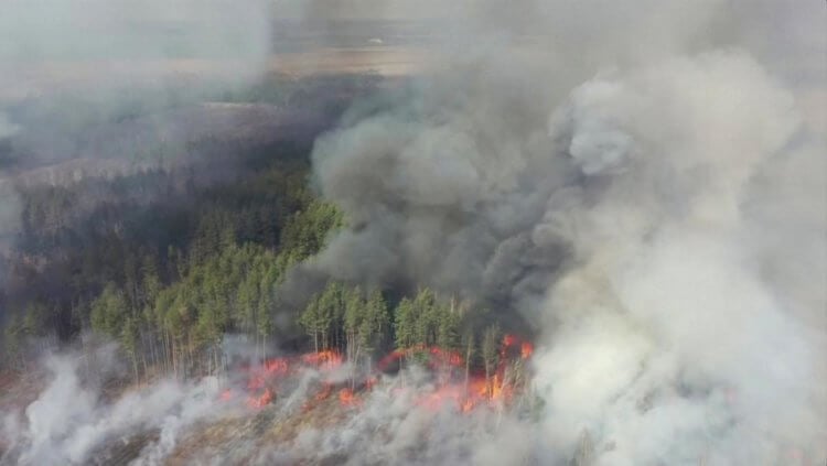 Почему на севере России становится меньше деревьев. Пожары тоже вносят свой негативный вклад в экосистему лесов Сибири. Фото.