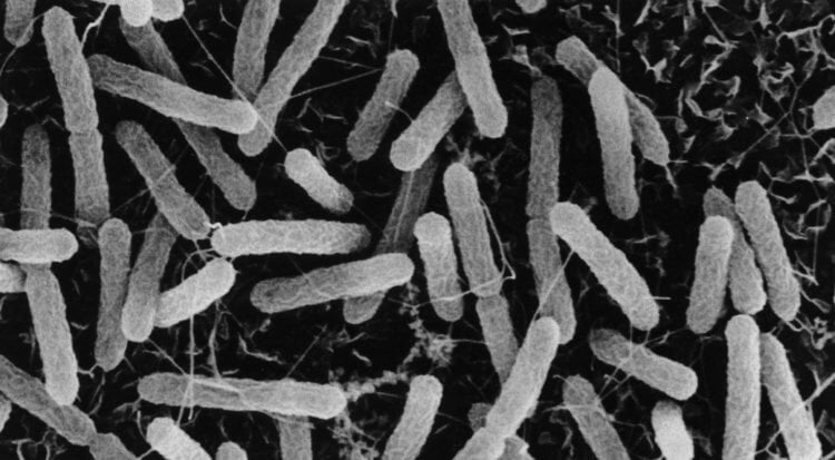 Где жили древние люди? В горячих источниках могут жить бактерии-экстремофилы вроде Thermocrinis ruber. Фото.
