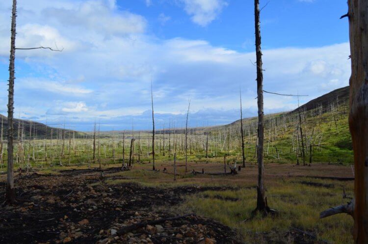 Почему в самом грязном городе России уже 50 лет вымирают деревья? Масштаб бедствия уже превысил 100 километров вокруг города. Фото.