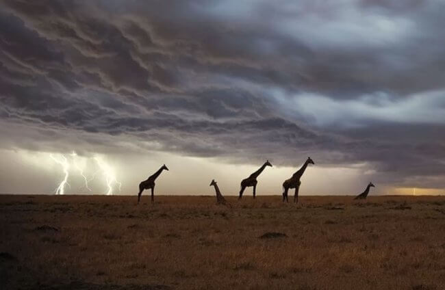Как часто по высоким жирафам бьют молнии? Фото.
