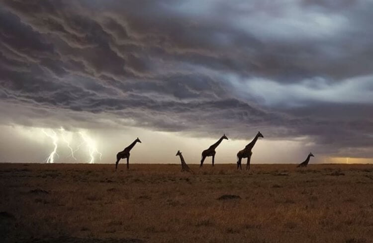 Как часто по высоким жирафам бьют молнии? Жирафы считаются самыми высокими животными в мире и по ним явно должны бить молнии. Фото.