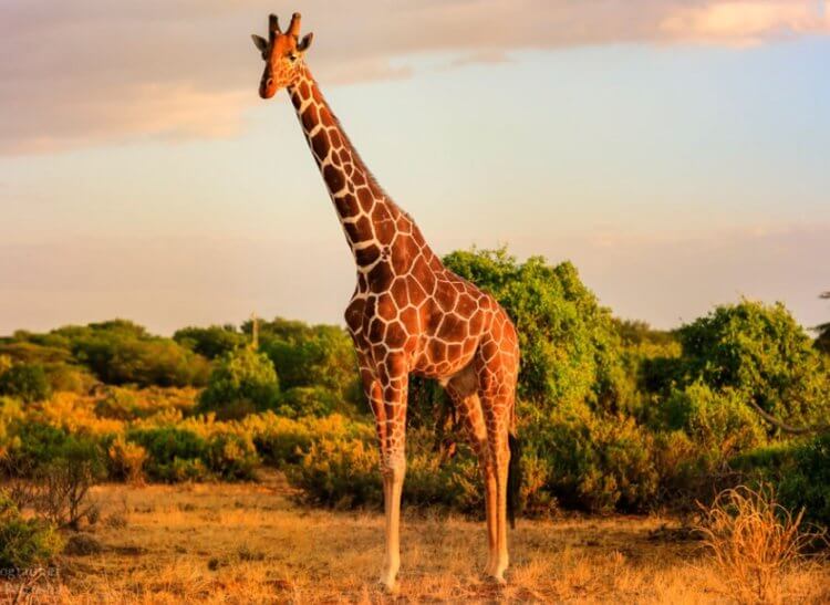 Какой рост у жирафа? Рост жирафов может достигать 6 метров. Фото.