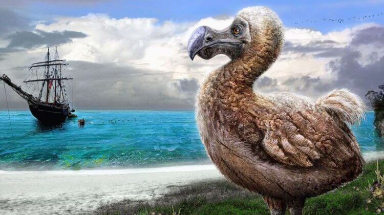 Вымирающие виды морских животных. Вымершая птица додо. Фото.