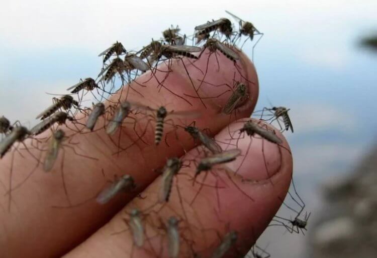 Зачем комары пьют кровь? - Hi-News.ru