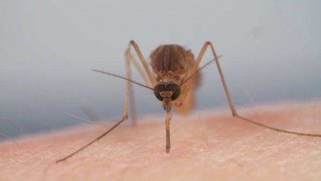 Зачем комары пьют кровь? Фото.
