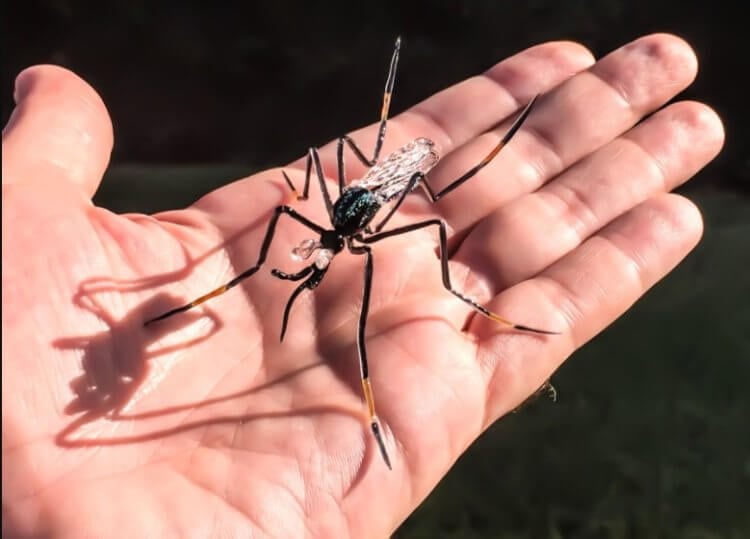 Какие комары не пьют кровь? Комары вида Toxorhynchites бывают очень большими. Фото.