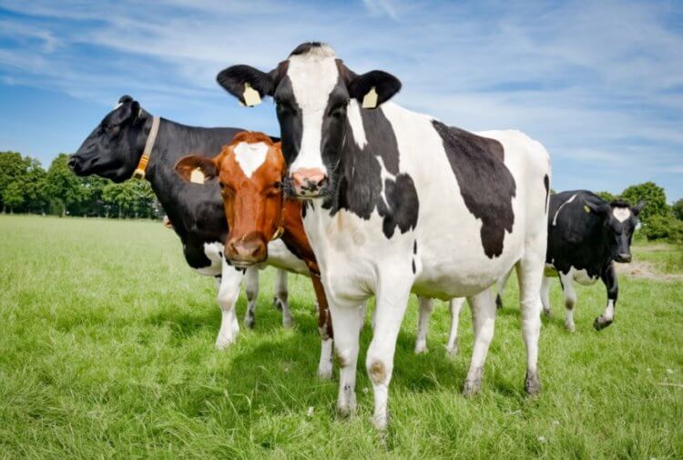 Минусы натуральной кожи. Особенно много парниковых газов производят коровы. Фото.