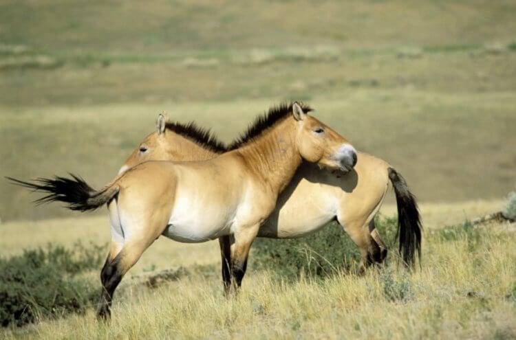 Какие редкие животные спасены? Лошадь Пржевальского (Equus ferus). Фото.