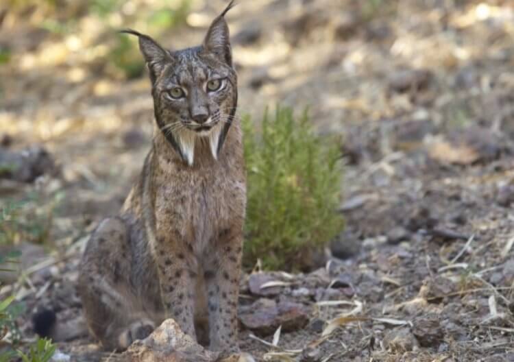 Какие редкие животные спасены? Пиренейская рысь (Lynx pardinus). Фото.