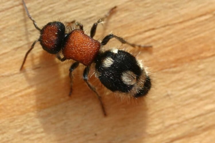 Предки муравьев. Бескрылые осы отдаленно напоминабт муравьев. Фото.